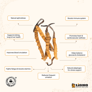 Extracto de Agua de Ophiocordyceps Sinensis - Ingrediente para el Cuidado de la Piel Anti-Fatiga y que Aumenta la Luminosidad - GMP de Malasia - Product Image 5