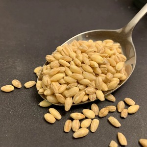 Grano de Cebada Integral Natural Preparado con Limpieza Avanzada para Exportación a Granel y Empaquetado para Importadores Mayoristas de Cereales - Product Image 2