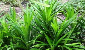 Colorant alimentaire naturel vert en poudre de Pandan |   Idéal pour la pâtisserie, les biscuits et les gâteaux à étages - Product Image 3