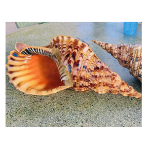Concha Marina Natural Grande |   Conchas Marinas Vietnamitas para Decoración Artesanal, Eventos Temáticos de Playa y Suministros para Manualidades - Product Image 6