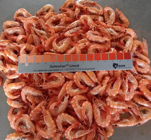 Camarones Vannamei Enteros Cocidos Premium, Congelados IQF - Product Image 3