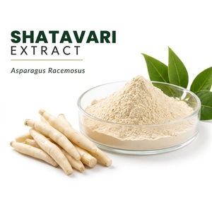 Poudre d'extrait de Shatavari (Asparagus Racemosus) Qualité alimentaire 60% Spécifications Extrait par solvant Poudre fine pour compléments alimentaires - Product Image 1