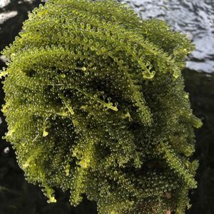 PRODUIT PHARE : Algues de mer séchées durables du Vietnam (Caulerpa Lentillifera) – Aliment riche en nutriments pour l'exportation - Product Image 3