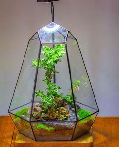 Terrario de Metal y Vidrio Personalizado, Moderno Macetero de Vidrio para Plantas de Interior, Suculentas, Plantas Aéreas y Decoración del Hogar DIY - Product Image 6