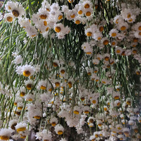 Fleurs séchées en vrac de marguerites éternelles naturelles (Hélichrème) faites à la main pour la Fête des Mères, les mariages, la décoration intérieure et les arrangements floraux