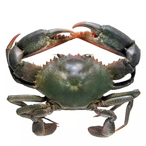 Crabe royal rouge frais / Crabe royal rouge vivant / Crabe à coquille molle / Crabe bleu nageur - Prix d'exportation - Product Image 1