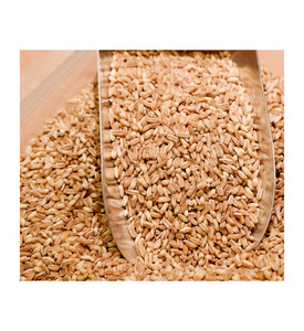 Trigo Duro de Primera Calidad, Grado Alimenticio, Venta al Por Mayor, Listo para Exportación, Directo del Fabricante - Product Image 6