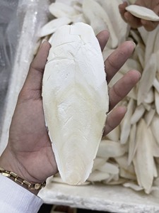 Hueso de Sepia Seco de Gran Tamaño para Loros y Aves Exóticas - Product Image 3