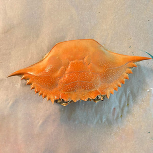 Coquilles de crabe de haute qualité en gros, provenant du Vietnam, pour la décoration alimentaire. - Product Image 4