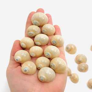 Coquillages décoratifs de qualité supérieure, coquillages naturels de l'océan, très demandés, pour la création de bijoux et d'accessoires. - Product Image 5