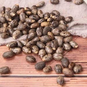Semillas de Ricino Orgánicas de Alta Calidad, Secas, a Granel, Grado Alimenticio, 25 kg, TZ453G, para Uso Agrícola y Comestible - Product Image 3