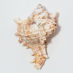 Murex operculum เปลือกหอยเปลือกหอยธรรมชาติสำหรับชายหาด VIBE accents - Product Image 5