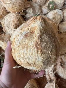 Coco maduro descascarado, coco seco, listo para exportación (WA +84914319488) Productor Tinimex - Product Image 1