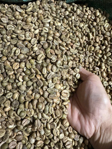 Wholesale Unroasted <b>Robusta</b> <b>Coffee</b> <b>Beans</b> Premium Grade Natural Process Bulk ExporterExport Grade Green <b>Coffee</b> <b>Bean</b> - Product Image 4