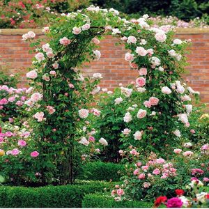 Arco da Giardino Regolabile in PVC da 7FT, Traliccio da Giardino da 4FT per Piante Rampicanti, Supporto per Recinzione/Cancello da Giardino Alto 3FT - Product Image 2