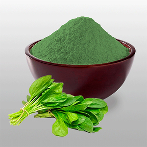POLVO DE ESPINAC INSTANTÁNEO PRECIO AL POR MAYOR |   POLVO DE ESPINACIA LIOFILIZADA PARA SUPLEMENTO DIETÉTICO Y DE NUTRICIÓN - Product Image 5