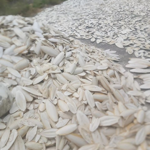 HUESO SECO PARA AVES, HUESO DE SEPIA DE ALTA CALIDAD PARA ANIMALES DE VIETNAM/Sra. Thi - Product Image 1