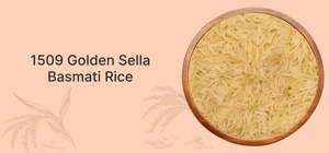 ข้าวบาสมาติ โกลเด้น เซลล่า 1509 สดใหม่จากฟาร์ม อบแห้งตามธรรมชาติ กลิ่นหอม ข้าวเมล็ดยาว ต้มสุกนิ่ม เนื้อนุ่ม เหมาะสำหรับส่งออกทั่วโลก - Product Image 4