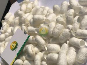 Cocon de Soie de Mûrier Naturel Brut 100% Pur, Demi-Coupe, Emballage Sous Vide, pour Nettoyage du Visage et Peau Lisse, Provenant de Ferme Vietnamienne - Product Image 2