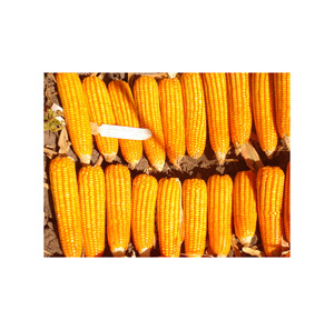 ข้าวโพด GMO คุณภาพพรีเมียม เกรดอาหาร พร้อมส่ง ขายส่งจำนวนมาก สินค้าขายดี ส่งออก - Product Image 1