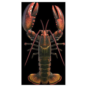 กุ้งมังกรสดแช่เย็นสำหรับร้านอาหารทะเล ซูเปอร์มาร์เก็ต และผู้ค้าส่งอาหารทะเล - Product Image 5