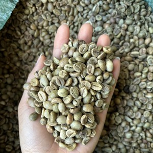 Premium Robusta Coffee <b>Beans</b> for Roasting Natural Process Green Coffee <b>Beans</b> Size 18 Clean Vietnam Highland Farm Direct Source - Product Image 6