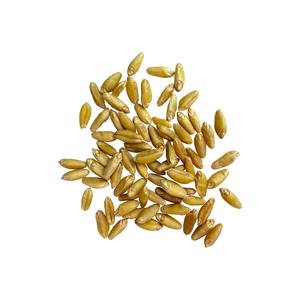 Trigo Duro de la Mejor Calidad, Listo para Enviar, Venta al por Mayor, Suministro a Granel, Grado Alimenticio Premium, Fabricante Exportador - Product Image 1