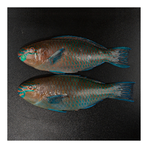 Low price frozen parrot fish high quality fish portion prepared for <b>large</b> volume shipment and fast delivery - Product Image 5