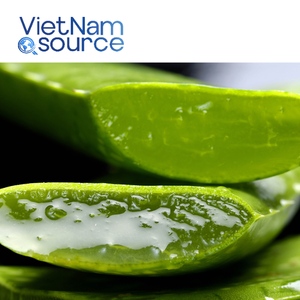 Aloe Vera orgánico de la mejor calidad de Vietnam, perfecto para bebidas, belleza y bienestar, aloe vera agrícola directo de la granja - Product Image 3