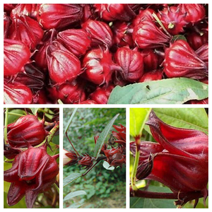 Flor de hibisco seca 100 por ciento de flor fresca cultivada solo en Vietnam Bueno para la piel y la salud/MR Hung - Product Image 4