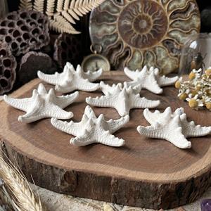 Estrellas de mar naturales a bajo costo, estrellas de mar al por mayor, accesorios de decoración con temática náutica - Product Image 4