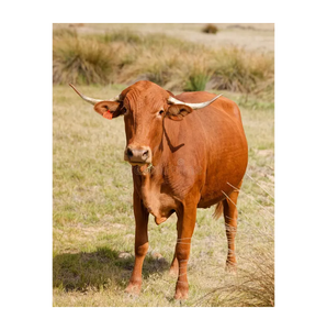 Ganado Africano en Venta |   Raza de Ganado Bovino Premium para Cría y Suministro al por Mayor - Product Image 5