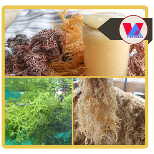 BEST SELLER Golden Yellow Sun Dried Spineless Sea Moss Cottonii Seaweed Food Grade Marine Thickener For Soup Salads - Product Image 3