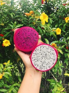 แก้วมังกรสดจากเวียดนาม – คุณภาพสูง รสหวาน ดีต่อสุขภาพ // คุณทอม - Product Image 3