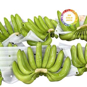 กล้วยคาเวนดิชเกรดพรีเมียม สดใหม่ น้ำหนัก 13.5 กก. บรรจุกล่องพร้อมโลโก้ตามสั่ง รสหวานธรรมชาติ ผลิตจากเวียดนาม - Product Image 6