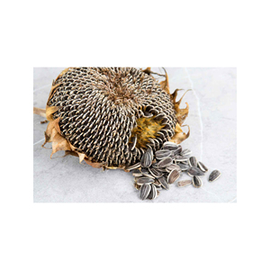 Graines de tournesol biologiques en gros de haute qualité, noyaux de graines de tournesol noires de qualité supérieure, graines de tournesol de la meilleure qualité en gros - Product Image 6