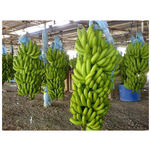 Plátanos Cavendish verdes y amarillos naturales de alta calidad al por mayor, plátanos de primera calidad al mejor precio, plátanos frescos - Product Image 6