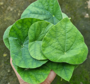 Feuilles de Tiliacora Triandra congelées de qualité supérieure en gros du Vietnam pour la production de gelée de herbe verte - Product Image 6