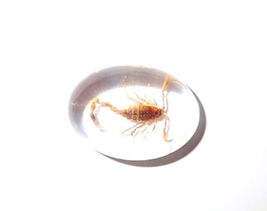 Escorpión Dorado, Espécimen Real, Cabujón de Plástico Ovalado de 18x25 mm, Base Plana Transparente para Manualidades y Joyería - Product Image 4