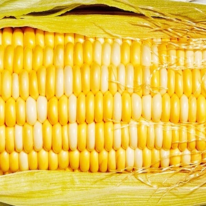 Grains de maïs jaune adaptés à l'alimentation animale, à la production alimentaire et aux besoins agricoles, disponibles en version OGM et non-OGM - Product Image 4