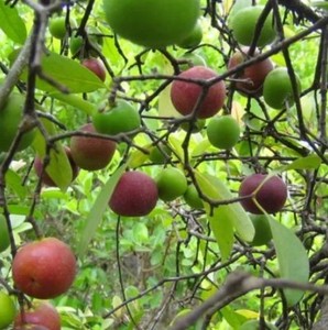 Mejor Precio de Manteca de Kokum OEM, Manteca Corporal Hidratante para la Piel, Manteca de Kokum Natural y Orgánica, Fabricante y Proveedor Mayorista - Product Image 3