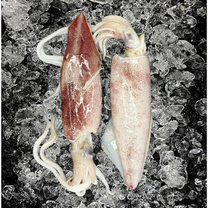 Calamars surgelés de qualité supérieure en gros - Product Image 4