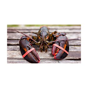 Prix d'usine pour homard entier cru, fourni pour l'approvisionnement en gros et le commerce de gros. - Product Image 1