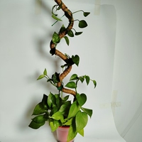 Ventes d'usine, poteaux en fibre de coco pliables, support de plante, extension pour pots de fleurs Monstera, jardinières, utilisation au sol, suspendu au sol, jardin