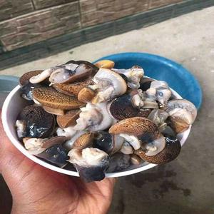 หอยทากแอฟริกันแช่แข็งคุณภาพพรีเมียม ซื้อวันนี้ จัดส่งรวดเร็ว มีตัวเลือกขายส่งสำหรับธุรกิจและบุคคลทั่วไป - Product Image 1