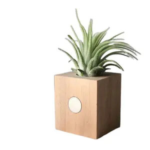 Tischplatte magnetischer Holzblock Luft Pflanzen halter Pflanze Geschenkset Luft Ananas zurück gefordert Holzblock