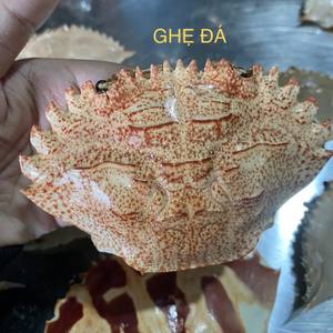 Cleaned Polished Dried <b>Crab</b> <b>Shell</b> Smooth Inner Surface No Meat Residue Low Odor from Vietnam - Product Image 6