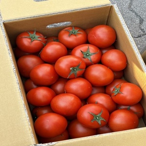 Tomates entières fraîches de qualité supérieure, récolte de ferme, qualité export, taille moyenne et grande, pour la vente en gros, la cuisine, les salades, les sauces, les currys - Product Image 1