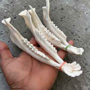 Os de mâchoire de chèvre entiers, artisanaux et de qualité supérieure, 100 % nettoyés, pour l'artisanat et l'étude, à prix de gros - Product Image 5