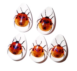 Cabujón de Plástico con Espécimen Real de Insecto Floral, Corte en Forma de Pera, Parte Superior de 33x22 mm, Base Plana Blanca para Manualidades y Joyería - Product Image 1